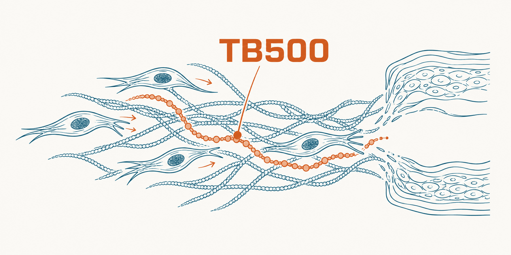 TB-500 y Timosina Beta-4: qué dice la ciencia y qué hay realmente en el vial (Guía 2026)